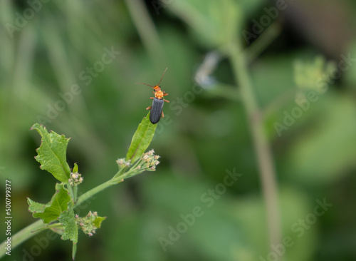 a black and orange Downy Leatherwing beetle perched on the tip of a leaf