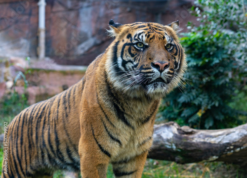 A tiger, seen in Biopark - Zoo of Rome, Italy  photo