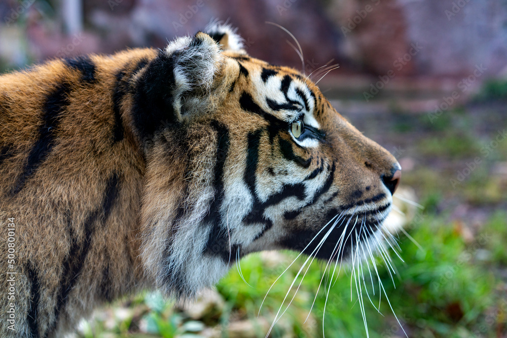 Naklejka premium Head of a tiger in Biopark - Zoo of Rome, Italy 
