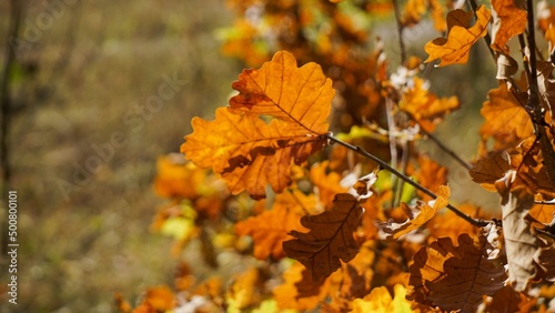 Brown leaves of English oak lat. Quercus robur illuminated by the autumn sun. Selective focus, space for text, background