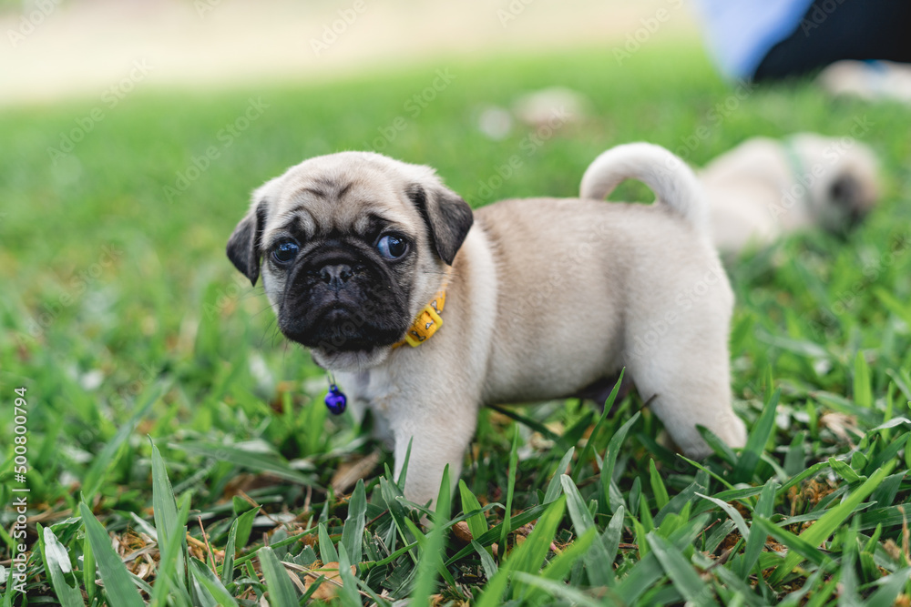 Pug puppy outdoors on a sunny day on the lawn