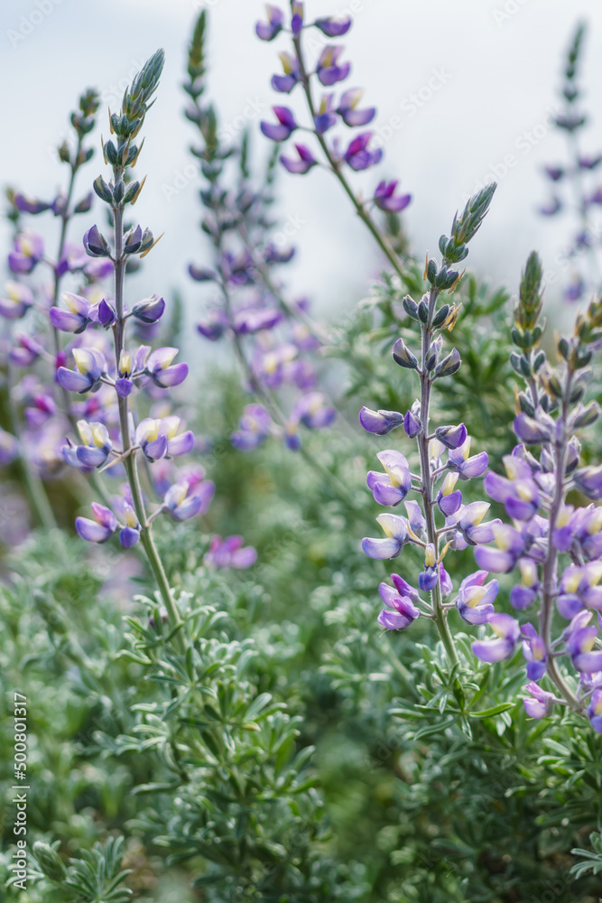 Obraz premium Silver Lupine close-up (Lupinus argenteus) in bloom, silvery-green leaves line the stems, and violet, pea-like flowers are arranged in a showy spike