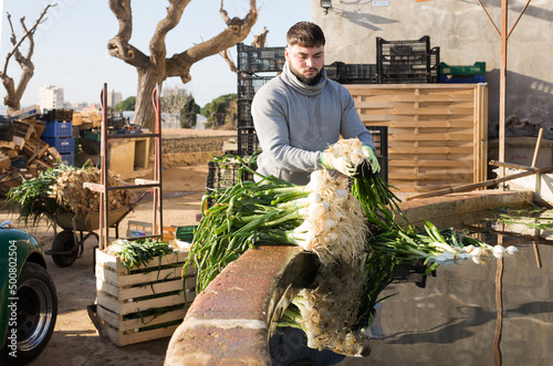 Young worker of small vegetable farm washing freshly harvested green spring onions, preparing for crop delivery to market.. photo