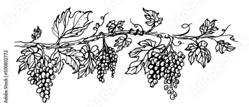 Grapevine with fruits and leaves. Vector illustration of Grape Vine. Hand drawn sketch in vintage style. Black color