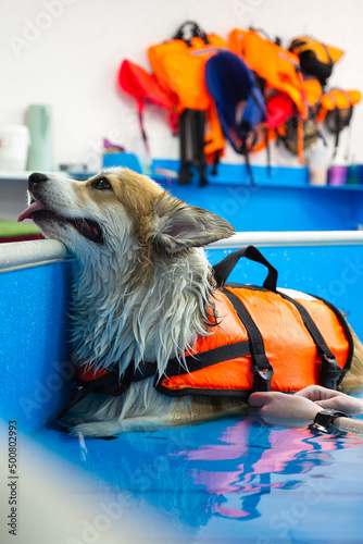 Canvastavla Corgi dog in life jacket swim in the swimming pool