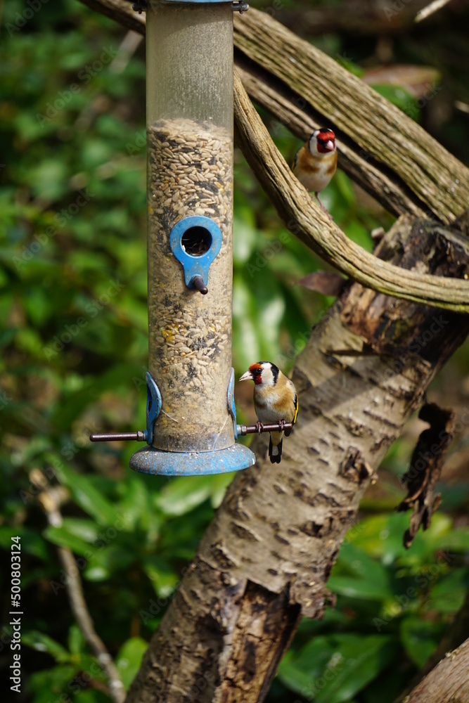 Naklejka premium Goldfinches eating seeds at a bird feeder