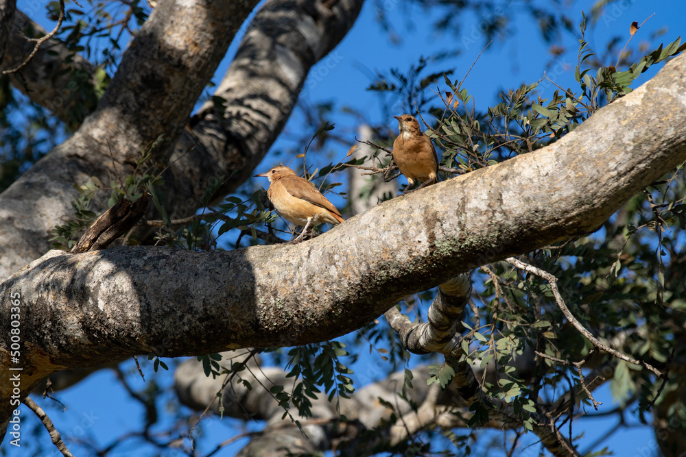 Fototapeta premium Couple of João-de-barro (Furnarius rufus) in selective focus