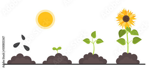 Plant growth stages