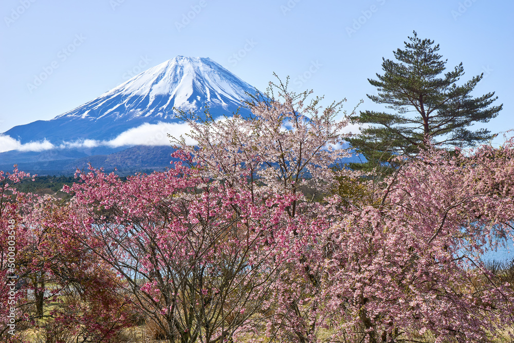 枝垂れ桜と富士山　精進湖