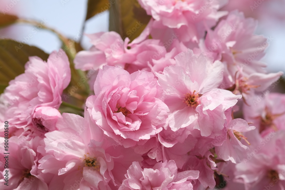 Pink Cherry Blossom moving on wind. Macro selective focus. Blurred background. Pink sakura blossom petals close up selective focus. Pink Cherry Blossom moving on wind. Macro selective focus. Blurred background. Pink sakura blossom petals close up selective focus.