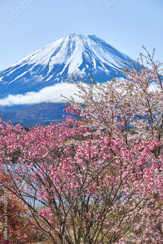 枝垂れ桜と富士山　精進湖 © yanpon