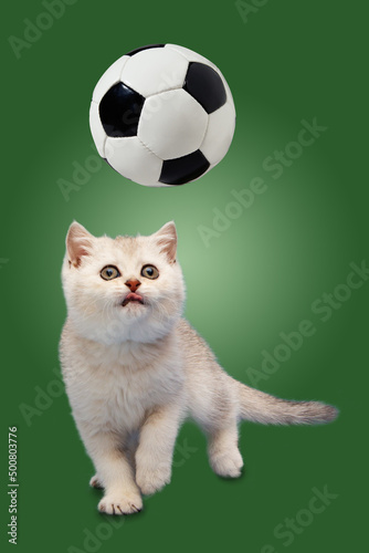 British kitten on a green background plays with a soccer ball.
