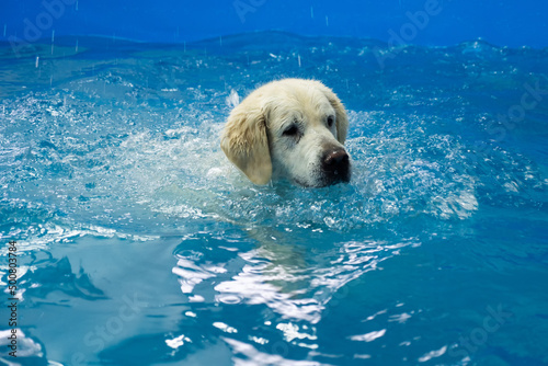Картината върху платно golden retriever dog training in the swimming pool