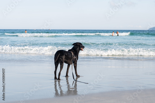 Dog on the beach on a sunny day with people in the background,Cabo Frio,Brasil.