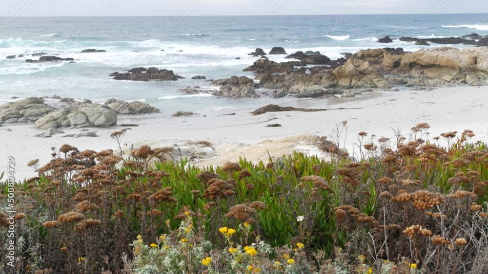 17-mile drive, Monterey, California USA. Rocky craggy ocean, sea water waves. Pacific coast highway, wild nature of Point Lobos, Big Sur, Pebble beach. Succulent plants, wildflowers, herbs and flowers 17-mile drive, Monterey, California USA. Rocky craggy ocean, sea water waves. Pacific coast highway, wild nature of Point Lobos, Big Sur, Pebble beach. Succulent plants, wildflowers, herbs and flowers