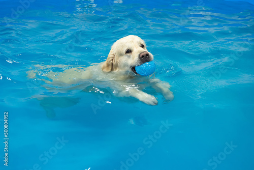 Canvastavla golden retriever dog playing with ball in the swimming pool
