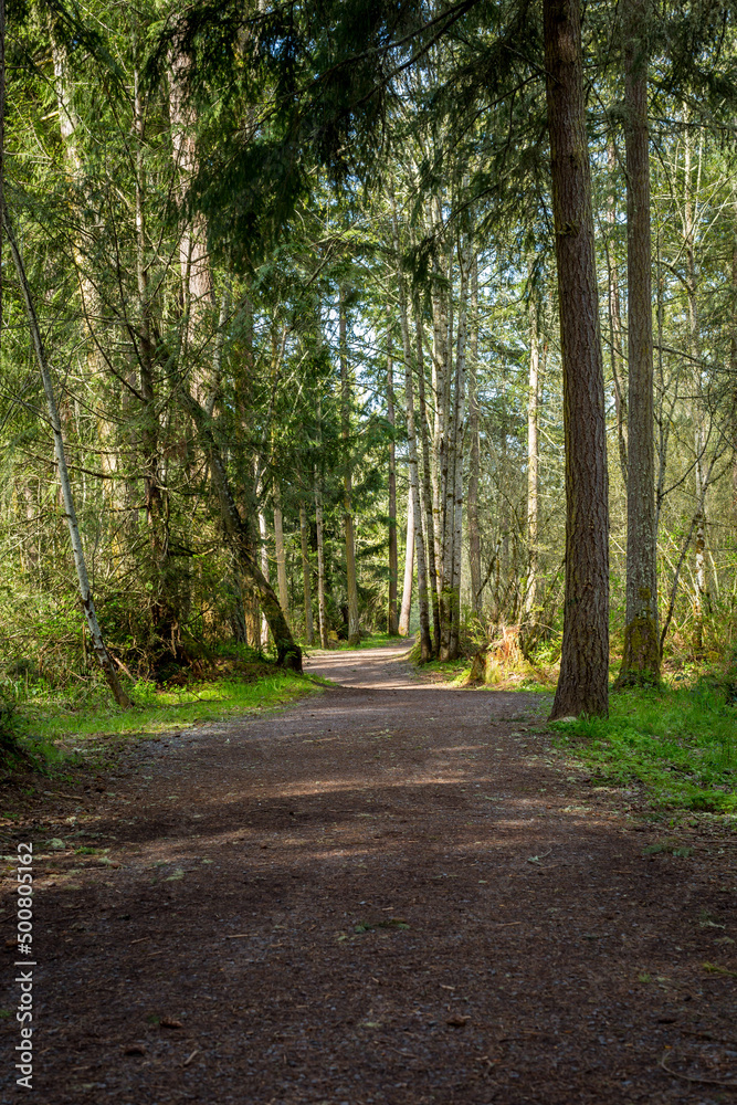 A dirt path leading through a forest of pine trees at Bud Blancher Trail near Eatonville, Washington. A dirt path leading through a forest of pine trees at Bud Blancher Trail near Eatonville, Washington.
