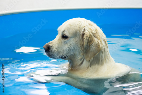 Canvastavla golden retriever dog training in the swimming pool
