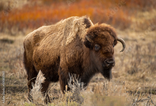 american bison