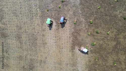 Farmers are planting paddy in the muddy land, Aerial Footage- Bogura, Rajshahi division, bangladesh photo