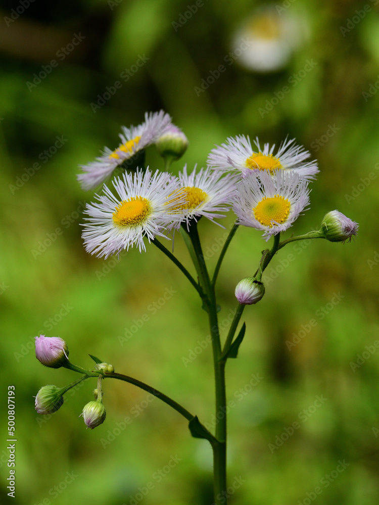 Erigeron philadelphicus flower are blooming Erigeron philadelphicus flower are blooming