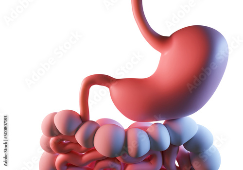 Human stomach. Human intern...