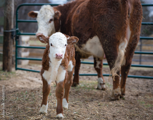 Cuadro en lienzo Hereford beef cow and calf on a farm