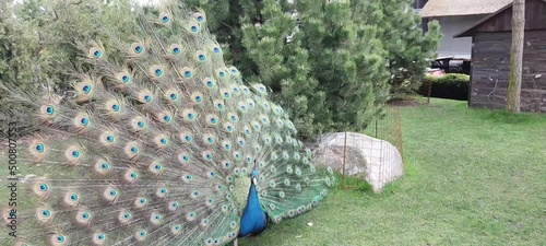 A beautiful young peacock spreads its tail on green grass. Blue peacock shows magnificent feathers and dances mating dance in park, zoo, farm