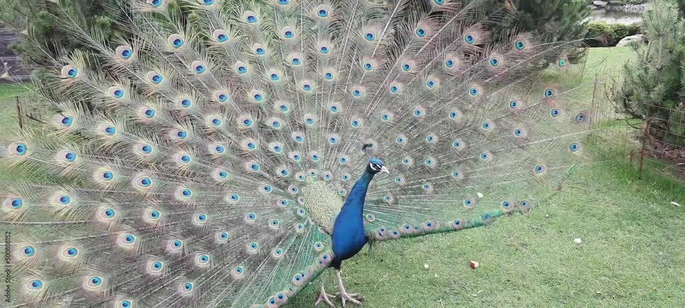 A beautiful young peacock spreads its tail on green grass. Blue peacock shows magnificent feathers and dances mating dance in park, zoo, farm