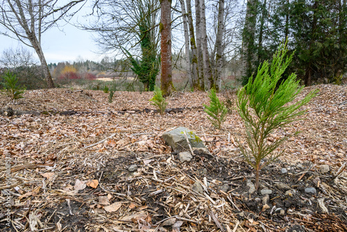 Forrest restoration project, new tree planting after invasive species removal, environmentally friendly habitat
