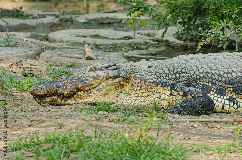 Obraz premium Alligator in Balikpapan, Indonesia