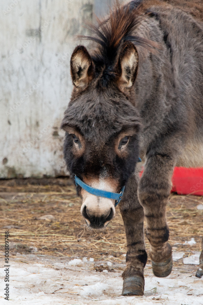 Fototapeta premium An old tired domesticated working donkey walking in a farm's pen or field. There's a red and white barn in the background. The ass has its head down with brown and grey fur and has sad lonely eyes.