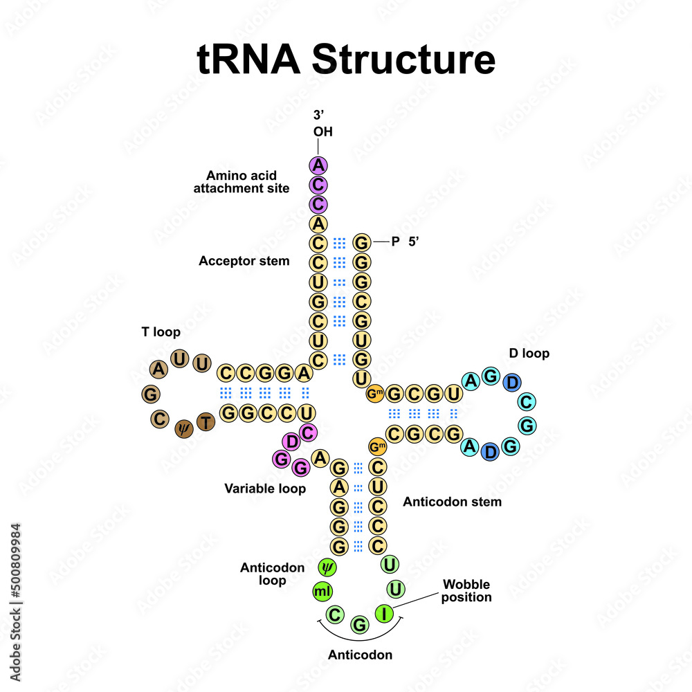 Transfer Rna Picture