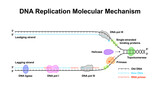 Scientific Designing Of Molecular Mechanism Of DNA Replication. Colorful Symbols. Vector Illustration.