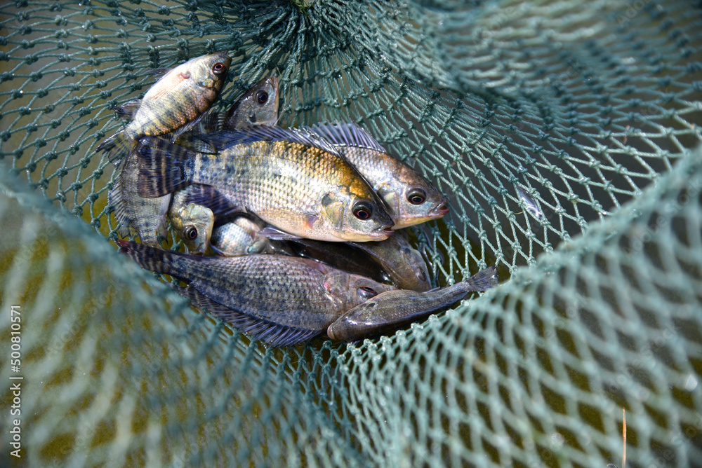 Foto de Baby tilapia, tilapia fishbreeding and culture. do Stock Adobe Stock