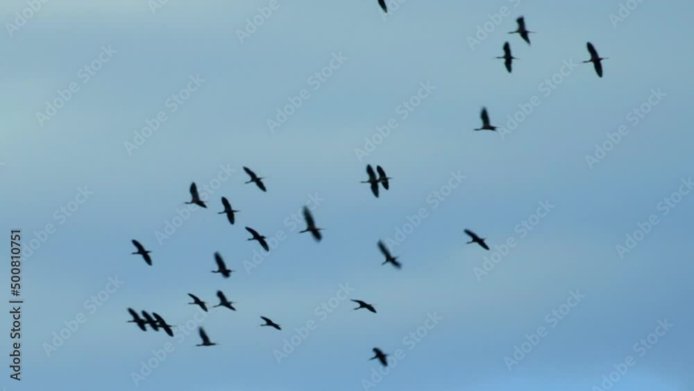 Flock of crows fly in circles with the blue sky and some clouds in the background. Flock of crows fly in circles with the blue sky and some clouds in the background.