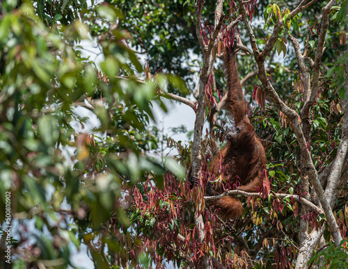 Orangutan in a tree, Palangka Raya, Indonesia © Phillip