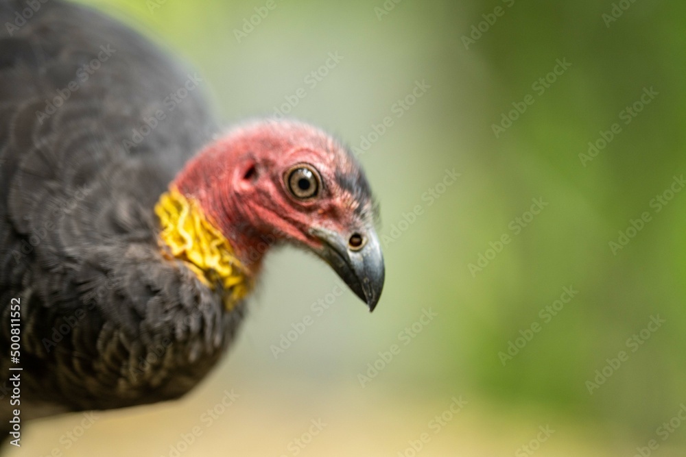 Local birds in queensland australia Local birds in queensland australia