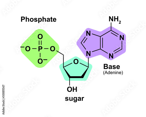 Chemical Illustration Of Nucleotide. The Fundamental Unit Of DNA. Colorful Symbols. Vector Illustration. photo