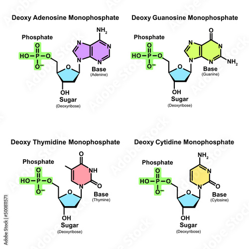 Scientific Designing Of All DNA Nucleotides (Adenine, Guanine, Thymine, Cytosine). Vector illustration photo