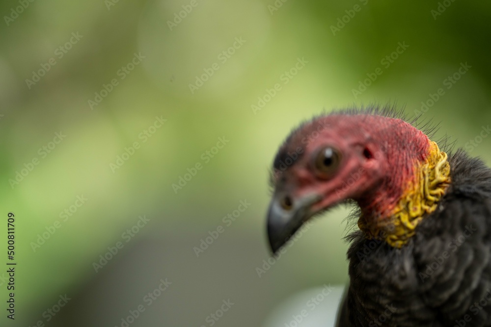 Local birds in queensland australia Local birds in queensland australia