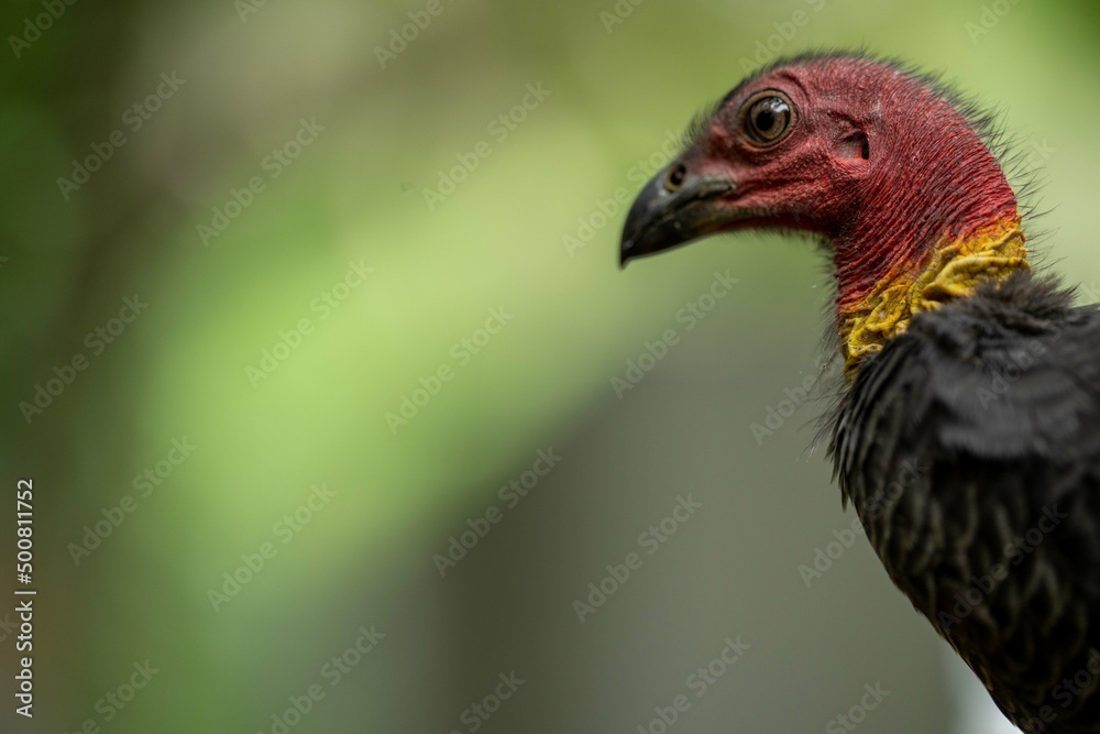 close up of a bush turkey in queensland Australia close up of a bush turkey in queensland Australia