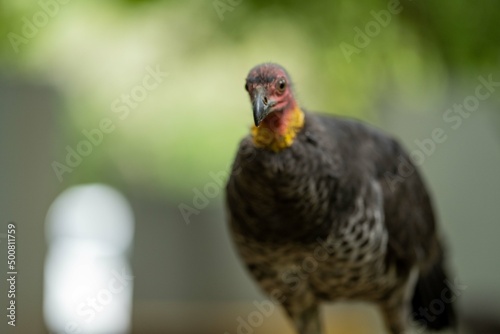 close up of a bush turkey in queensland Australia