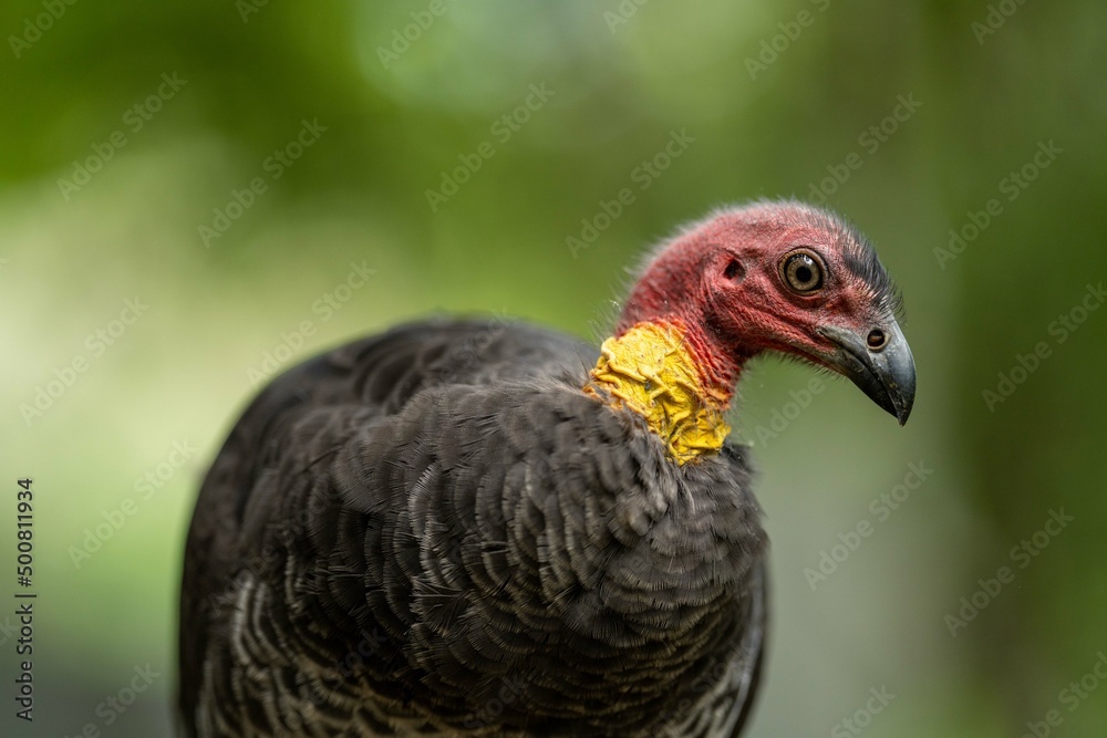 close up of a bush turkey in queensland Australia close up of a bush turkey in queensland Australia