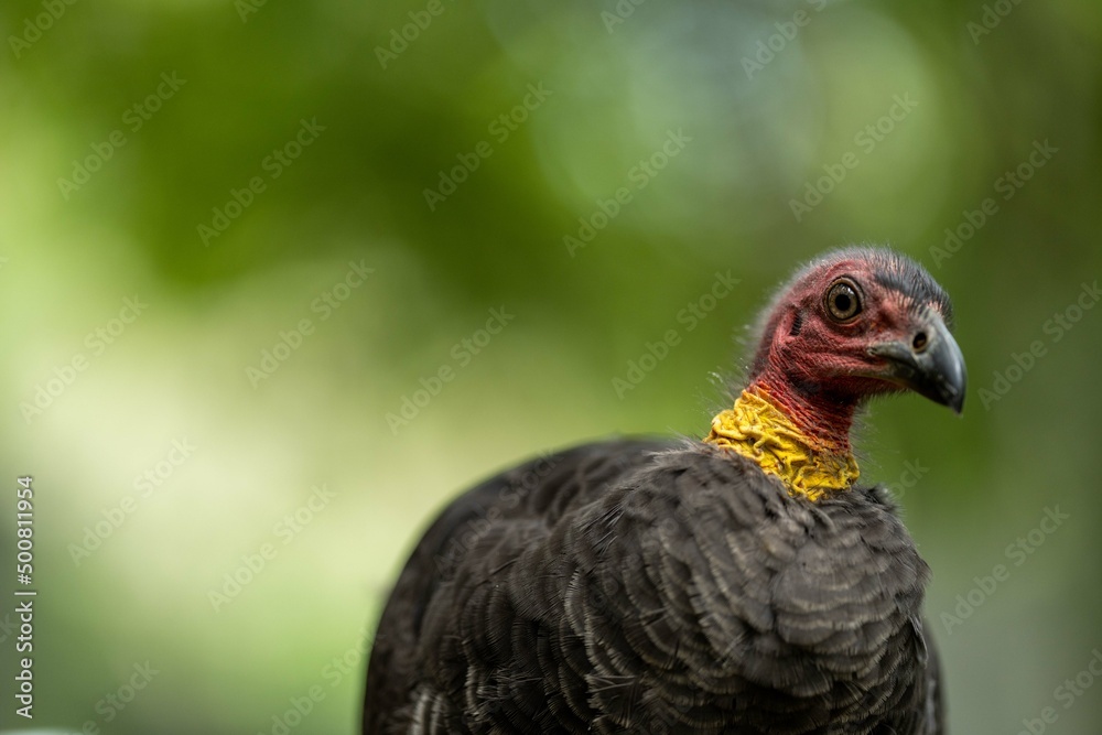 close up of a bush turkey in queensland Australia close up of a bush turkey in queensland Australia