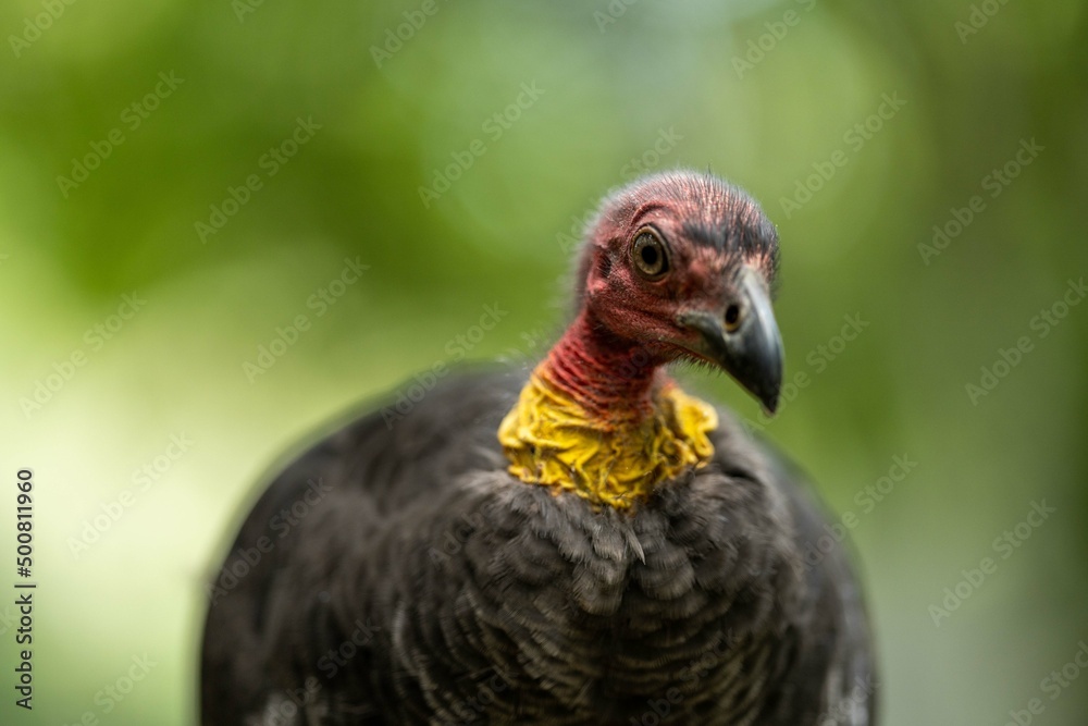close up of a bush turkey in queensland Australia close up of a bush turkey in queensland Australia