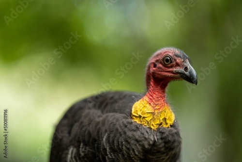 close up of a bush turkey in queensland Australia