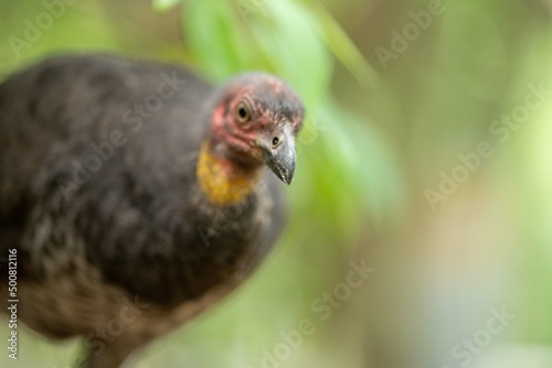 close up of a bush turkey in queensland Australia