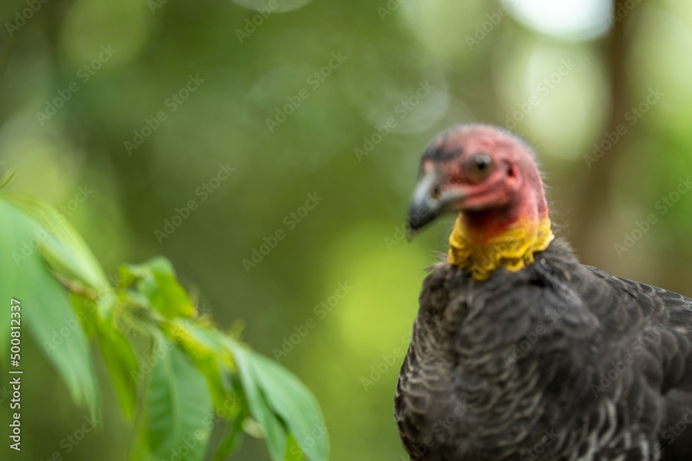 close up of a bush turkey in queensland Australia close up of a bush turkey in queensland Australia