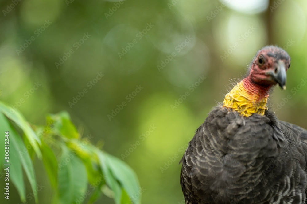 close up of a bush turkey in queensland Australia close up of a bush turkey in queensland Australia